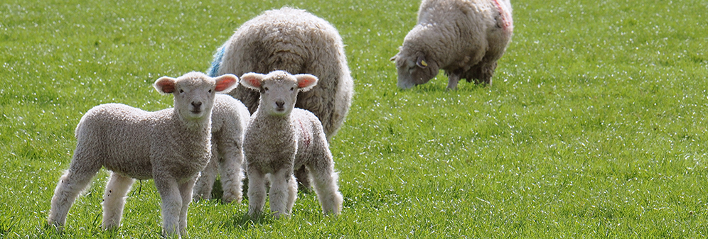 sheep and lambs in field